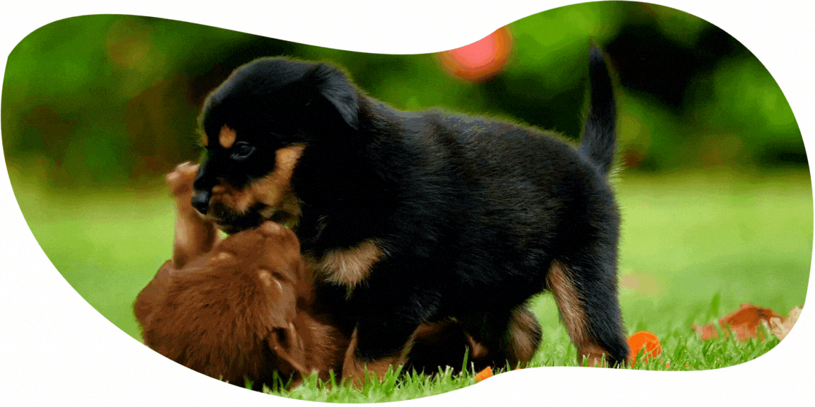 Esquema pet friendly